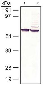 RPE65 Antibody - RPE65 detected in bovine and human samples. Lane 1: bovine RPE membrane, lane 2: recombinant human RPE transfected COS7 cell lysate.  This image was taken for the unconjugated form of this product. Other forms have not been tested.