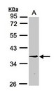 RPF2 / BXDC1 Antibody - Sample (30g whole cell lysate). A: H1299. 10% SDS PAGE. BXDC1 antibody diluted at 1:3000
