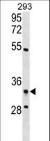 RPF2 / BXDC1 Antibody - RPF2 Antibody western blot of 293 cell line lysates (35 ug/lane). The RPF2 antibody detected the RPF2 protein (arrow).