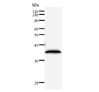 RPF2 / BXDC1 Antibody - Western blot analysis of immunized recombinant protein, using anti-BXDC1 monoclonal antibody.