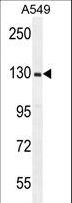 RPGR Antibody - RPGR Antibody western blot of A549 cell line lysates (35 ug/lane). The RPGR antibody detected the RPGR protein (arrow).