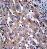 RPGR Antibody - RPGR Antibody immunohistochemistry of formalin-fixed and paraffin-embedded human liver tissue followed by peroxidase-conjugated secondary antibody and DAB staining.