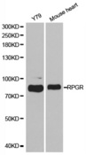 RPGR Antibody - Western blot analysis of extracts of various cell lines.