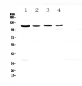 RPGR Antibody - Western blot - Anti-RPGR Picoband antibody