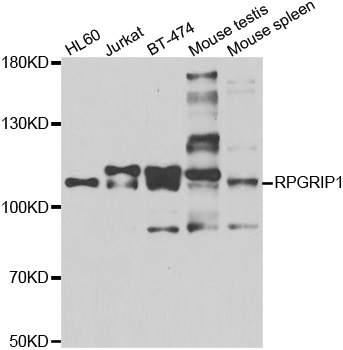 RPGRIP1 Antibody - Western blot of extracts of various cell lines, using RPGRIP1 antibody.