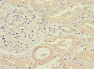 RPGRIP1 Antibody - Immunohistochemistry of paraffin-embedded human kidney tissue at dilution 1:100