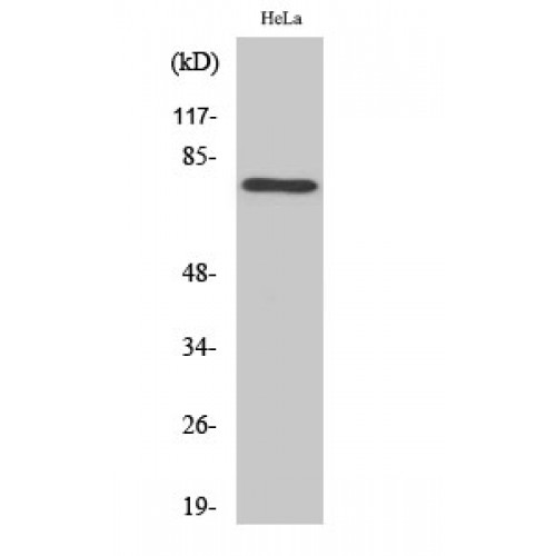RPH3A / Rabphilin 3A Antibody - Western blot of Rabphilin-3A antibody
