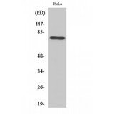 RPH3A / Rabphilin 3A Antibody - Western blot of Rabphilin-3A antibody