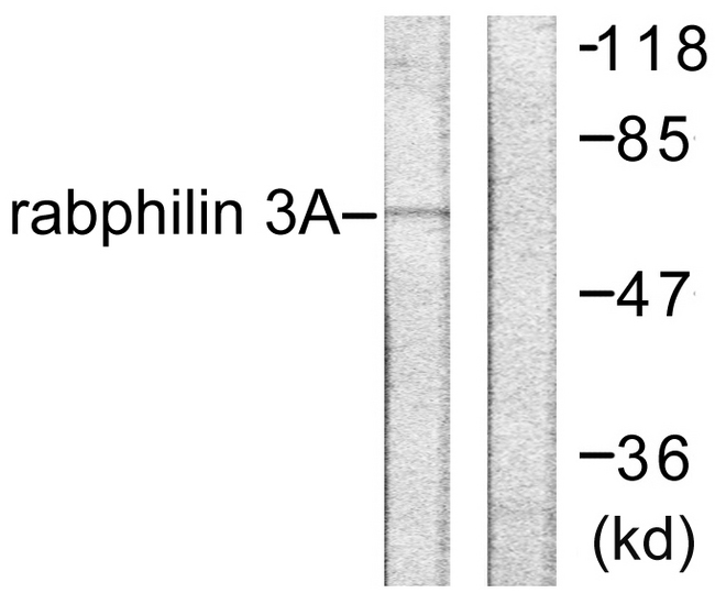 RPH3A / Rabphilin 3A Antibody - Western blot analysis of lysates from HeLa cells, treated with TNF-a 20ng/ml 2', using Rabphilin 3A Antibody. The lane on the right is blocked with the synthesized peptide.