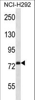 RPH3A / Rabphilin 3A Antibody - RPH3A Antibody western blot of NCI-H292 cell line lysates (35 ug/lane). The RPH3A antibody detected the RPH3A protein (arrow).