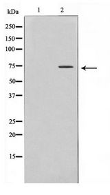 RPH3A / Rabphilin 3A Antibody - Western blot of Raw264.7 cell lysate using Rabphilin 3A Antibody