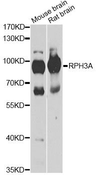 RPH3A / Rabphilin 3A Antibody - Western blot analysis of extracts of various cell lines, using RPH3A antibody at 1:1000 dilution. The secondary antibody used was an HRP Goat Anti-Rabbit IgG (H+L) at 1:10000 dilution. Lysates were loaded 25ug per lane and 3% nonfat dry milk in TBST was used for blocking. An ECL Kit was used for detection and the exposure time was 10s.