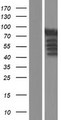 RPH3A / Rabphilin 3A Protein - Western validation with an anti-DDK antibody * L: Control HEK293 lysate R: Over-expression lysate