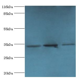 RPH3AL Antibody - Western blot. All lanes: Rab effector Noc2 antibody at 2 ug/ml Lane 1:rat liver tissue Lane 2: K562 whole cell lysate. Lane 3: A549 whole cell lysate. Secondary antibody: Goat polyclonal to rabbit at 1:10000 dilution.  This image was taken for the unconjugated form of this product. Other forms have not been tested.