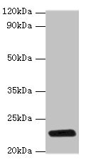 RPIA / RPI Antibody - Western blot All lanes: rpiA antibody at 2µg/ml + DH5a whole cell lysate Secondary Goat polyclonal to rabbit IgG at 1/10000 dilution Predicted band size: 23 kDa Observed band size: 23 kDa