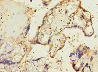 RPIA / RPI Antibody - Immunohistochemistry of paraffin-embedded human placenta tissue at dilution 1:100