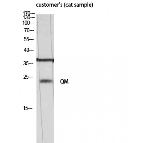 RPL10 / Ribosomal Protein L10 Antibody - Western blot of QM antibody