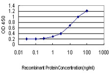 RPL10 / Ribosomal Protein L10 Antibody - Detection limit for recombinant GST tagged RPL10 is approximately 0.3 ng/ml as a capture antibody.