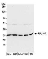RPL10A Antibody - Detection of human and mouse RPL10A by western blot. Samples: Whole cell lysate (50 µg) from HeLa, HEK293T, Jurkat, mouse TCMK-1, and mouse NIH 3T3 cells prepared using NETN lysis buffer. Antibody: Affinity purified rabbit anti-RPL10A antibody used for WB at 0.1 µg/ml. Detection: Chemiluminescence with an exposure time of 30 seconds.