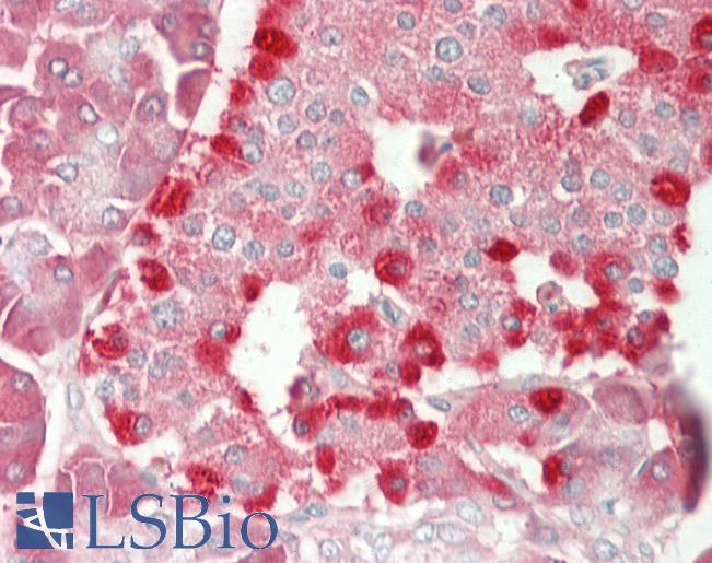 RPL10A Antibody - Human Pancreas: Formalin-Fixed, Paraffin-Embedded (FFPE).  This image was taken for the unconjugated form of this product. Other forms have not been tested.