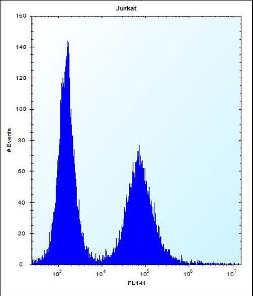RPL11 / Ribosomal Protein L11 Antibody - RPL11 Antibody flow cytometry of Jurkat cells (right histogram) compared to a negative control cell (left histogram). FITC-conjugated donkey-anti-rabbit secondary antibodies were used for the analysis.