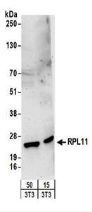 RPL11 / Ribosomal Protein L11 Antibody - Detection of Mouse RPL11 by Western Blot. Samples: Whole cell lysate from mouse NIH3T3 (15 and 50 ug) cells. Antibodies: Affinity purified rabbit anti-RPL11 antibody used for WB at 0.4 ug/ml. Detection: Chemiluminescence with an exposure time of 3 minutes.