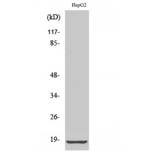 RPL12 / Ribosomal Protein L12 Antibody - Western blot of Ribosomal Protein L12 antibody