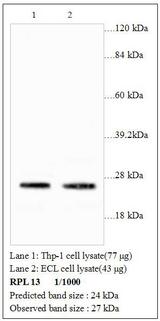 RPL13 / Ribosomal Protein L13 Antibody