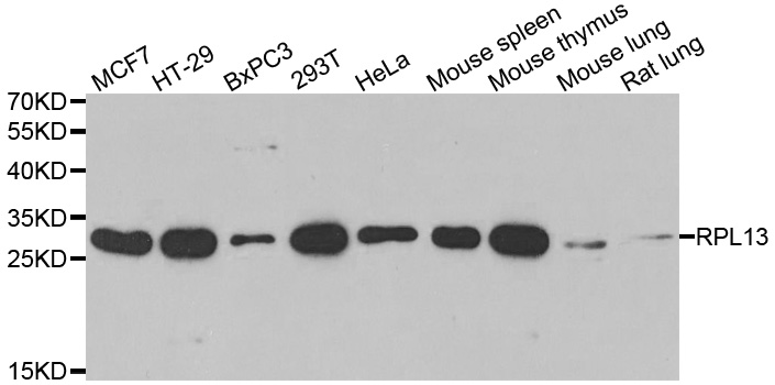 RPL13 / Ribosomal Protein L13 Antibody - Western blot analysis of extracts of various cell lines.
