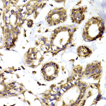 RPL13 / Ribosomal Protein L13 Antibody - Immunohistochemistry of paraffin-embedded Human mammary gland tissue.