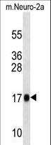 RPL13A Antibody - Mouse Rpl13a Antibody western blot of mouse Neuro-2a cell line lysates (35 ug/lane). The Rpl13a antibody detected the Rpl13a protein (arrow).