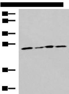 RPL13A Antibody - Western blot analysis of LOVO Hela A549 and HT29 cell lysates  using RPL13A Polyclonal Antibody at dilution of 1:1600