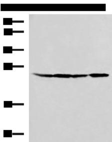 RPL13A Antibody - Western blot analysis of HT29 A549 Hela and LOVO cell lysates  using RPL13A Polyclonal Antibody at dilution of 1:1000