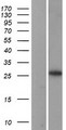 RPL13A Protein - Western validation with an anti-DDK antibody * L: Control HEK293 lysate R: Over-expression lysate