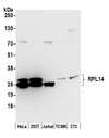 RPL14 / Ribosomal Protein L14 Antibody - Detection of human and mouse RPL14 by western blot. Samples: Whole cell lysate (50 µg) from HeLa, HEK293T, Jurkat, mouse TCMK-1, and mouse NIH 3T3 cells prepared using NETN lysis buffer. Antibody: Affinity purified rabbit anti-RPL14 antibody used for WB at 0.04 µg/ml. Detection: Chemiluminescence with an exposure time of 30 seconds.
