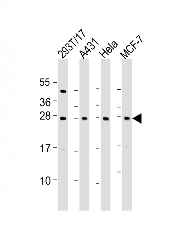 RPL14 / Ribosomal Protein L14 Antibody - All lanes: Anti-RPL14 Antibody (C-Term) at 1:2000 dilution. Lane 1: 293T/17 whole cell lysate. Lane 2: A431 whole cell lysate. Lane 3: HeLa whole cell lysate. Lane 4: MCF-7 whole cell lysate Lysates/proteins at 20 ug per lane. Secondary Goat Anti-Rabbit IgG, (H+L), Peroxidase conjugated at 1:10000 dilution. Predicted band size: 23 kDa. Blocking/Dilution buffer: 5% NFDM/TBST.