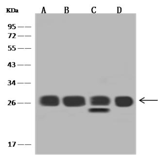 RPL14 / Ribosomal Protein L14 Antibody - Anti-RPL14 rabbit polyclonal antibody at 1:2000 dilution. Lane A: HeLa Whole Cell Lysate. Lane B: 293 Whole Cell Lysate. Lane C: Jurkat Whole Cell Lysate. Lane D: MCF7 Whole Cell Lysate. Lysates/proteins at 30 ug per lane. Secondary: Goat Anti-Rabbit IgG (H+L)/HRP at 1/10000 dilution. Developed using the ECL technique. Performed under reducing conditions. Predicted band size: 23 kDa. Observed band size: 26 kDa.