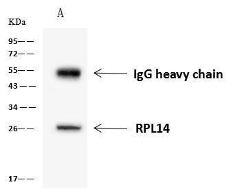 RPL14 / Ribosomal Protein L14 Antibody - RPL14 was immunoprecipitated using: Lane A: 0.5 mg HeLa Whole Cell Lysate. 4 uL anti-RPL14 rabbit polyclonal antibody and 60 ug of Immunomagnetic beads Protein A/G. Primary antibody: Anti-RPL14 rabbit polyclonal antibody, at 1:100 dilution. Secondary antibody: Goat Anti-Rabbit IgG (H+L)/HRP at 1/10000 dilution. Developed using the ECL technique. Performed under reducing conditions. Predicted band size: 23 kDa. Observed band size: 26 kDa.