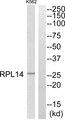 RPL14 / Ribosomal Protein L14 Antibody - Western blot analysis of extracts from K562 cells, using RPL14 antibody.