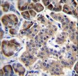 RPL15 / Ribosomal Protein L15 Antibody - RPL15 Antibody immunohistochemistry of formalin-fixed and paraffin-embedded human pancreas tissue followed by peroxidase-conjugated secondary antibody and DAB staining.