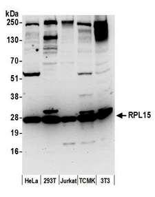 RPL15 / Ribosomal Protein L15 Antibody - Detection of human and mouse RPL15 by western blot. Samples: Whole cell lysate (50 µg) from HeLa, HEK293T, Jurkat, mouse TCMK-1, and mouse NIH 3T3 cells prepared using NETN lysis buffer. Antibody: Affinity purified rabbit anti-RPL15 antibody used for WB at 0.1 µg/ml. Detection: Chemiluminescence with an exposure time of 30 seconds.