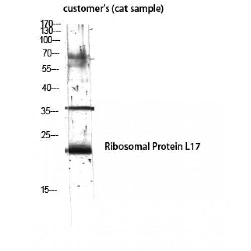 RPL17 / Ribosomal Protein L17 Antibody - Western blot of Ribosomal Protein L17 antibody