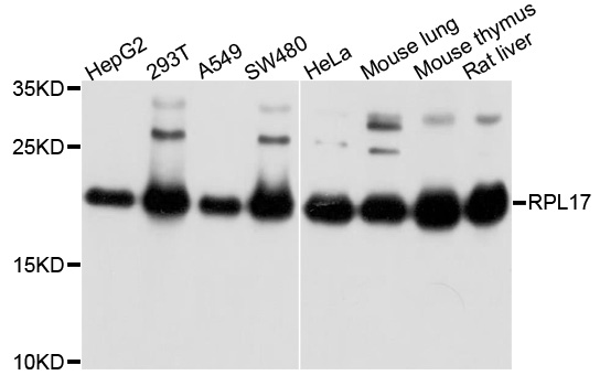 RPL17 / Ribosomal Protein L17 Antibody - Western blot analysis of extracts of various cells.