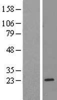 RPL17 / Ribosomal Protein L17 Protein - Western validation with an anti-DDK antibody * L: Control HEK293 lysate R: Over-expression lysate