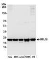 RPL18 / Ribosomal Protein L18 Antibody - Detection of human and mouse RPL18 by western blot. Samples: Whole cell lysate (50 µg) from HeLa, HEK293T, Jurkat, mouse TCMK-1, and mouse NIH 3T3 cells prepared using NETN lysis buffer. Antibody: Affinity purified rabbit anti-RPL18 antibody used for WB at 0.1 µg/ml. Detection: Chemiluminescence with an exposure time of 3 seconds.