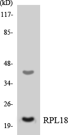 RPL18 / Ribosomal Protein L18 Antibody - Western blot analysis of the lysates from HeLa cells using RPL18 antibody.