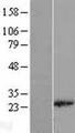 RPL18 / Ribosomal Protein L18 Protein - Western validation with an anti-DDK antibody * L: Control HEK293 lysate R: Over-expression lysate