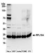 RPL18A Antibody - Detection of human and mouse RPL18A by western blot. Samples: Whole cell lysate (50 µg) from HeLa, HEK293T, Jurkat, mouse TCMK-1, and mouse NIH 3T3 cells prepared using NETN lysis buffer. Antibody: Affinity purified rabbit anti-RPL18A antibody used for WB at 0.1 µg/ml. Detection: Chemiluminescence with an exposure time of 10 seconds.