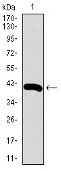 RPL18A Antibody - Western blot using RPL18A monoclonal antibody against human RPL18A recombinant protein. (Expected MW is 40.5 kDa)