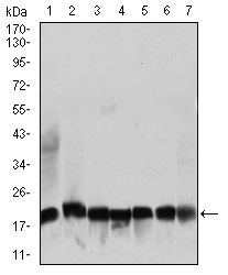 RPL18A Antibody - Western blot using RPL18A mouse monoclonal antibody against NIH3T3 (1), HEK293 (2), HL60 (3), Jurkat (4), Raji (5), MOLT4 (6), and HeLa (7) cell lysate.